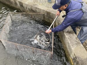Read more about the article 豊年橋付近あまご成魚70㎏放流