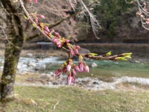 投稿についてもっと詳しく 豊年橋付近あまご成魚７０㎏放流