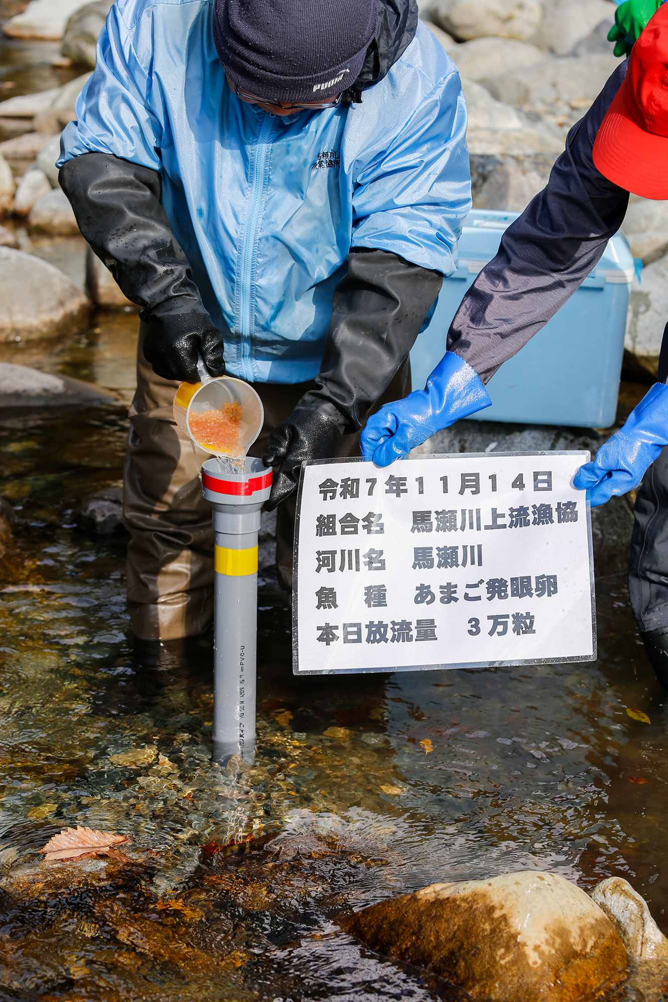 あなたが現在見ているのは あまご発眼卵放流