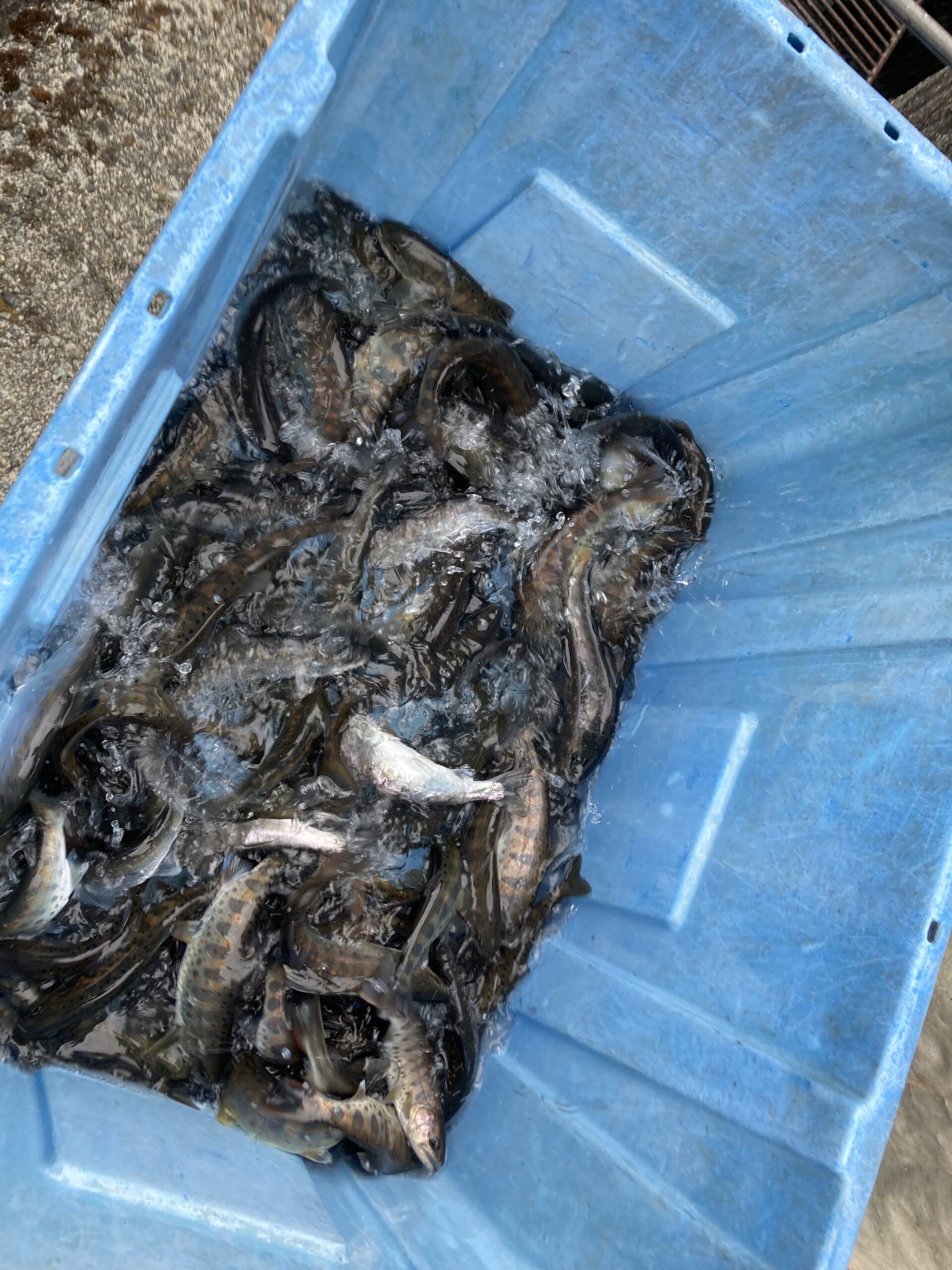 あなたが現在見ているのは 解禁前日２月２７日