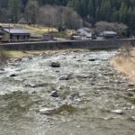 坂本橋付近にあまご成魚７０㎏放流