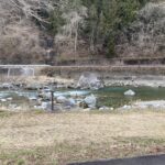 漁協前付近あまご成魚７０㎏放流