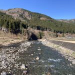 豊年橋付近あまご成魚７０㎏放流