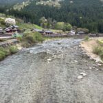 坂本橋付近にあまご成魚７０㎏放流