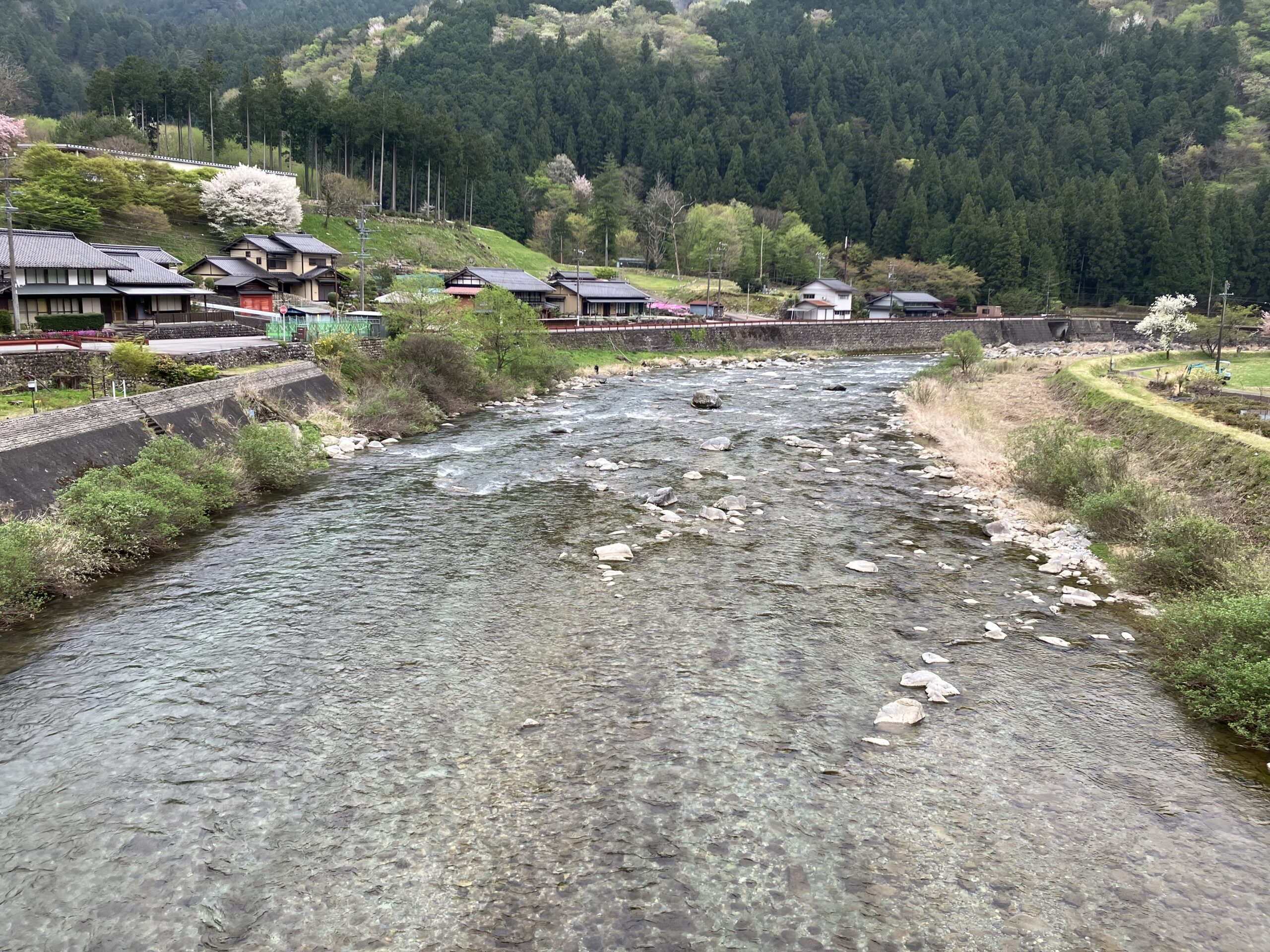 あなたが現在見ているのは 坂本橋付近にあまご成魚７０㎏放流