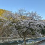 漁協前付近あまご成魚７０㎏放流