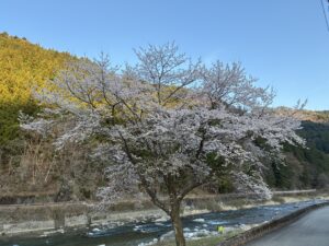 投稿についてもっと詳しく 漁協前付近あまご成魚７０㎏放流
