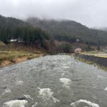 今週のあまご成魚放流中止